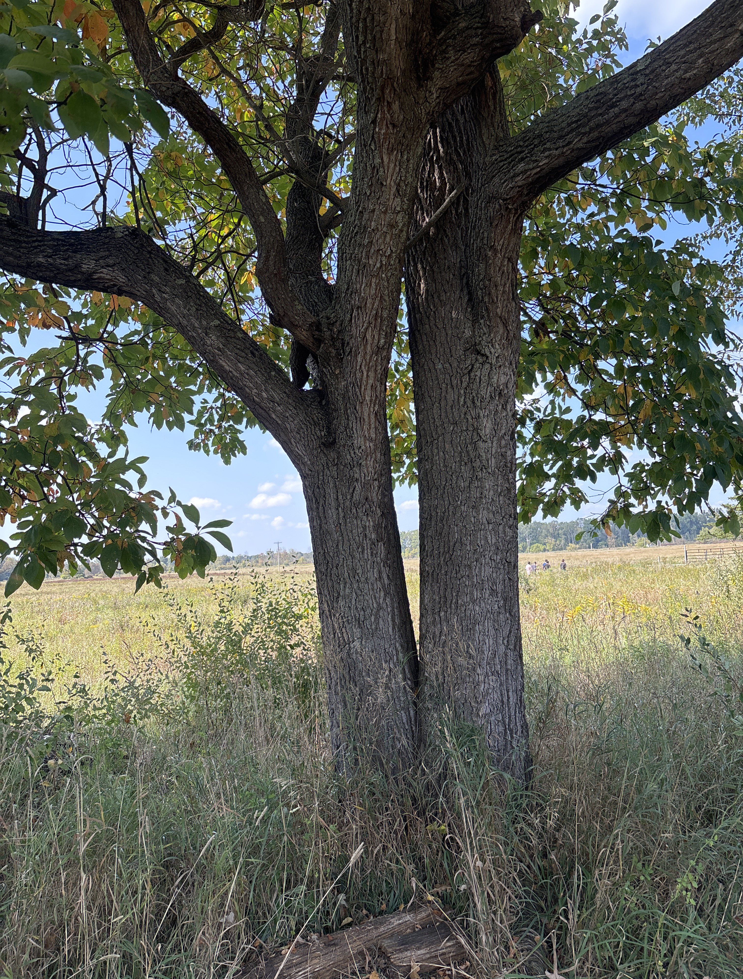 A Sassafras tree.